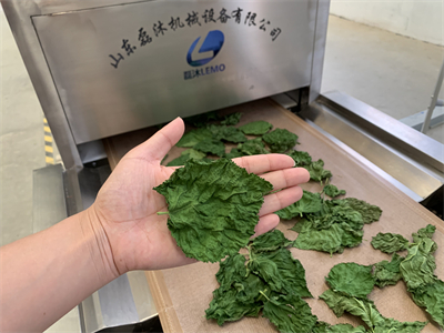 微波隧道爐烘干桑葉會(huì)有什么效果？